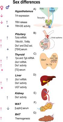 Sex Dimorphic Responses of the Hypothalamus-Pituitary-Thyroid Axis to Energy Demands and Stress